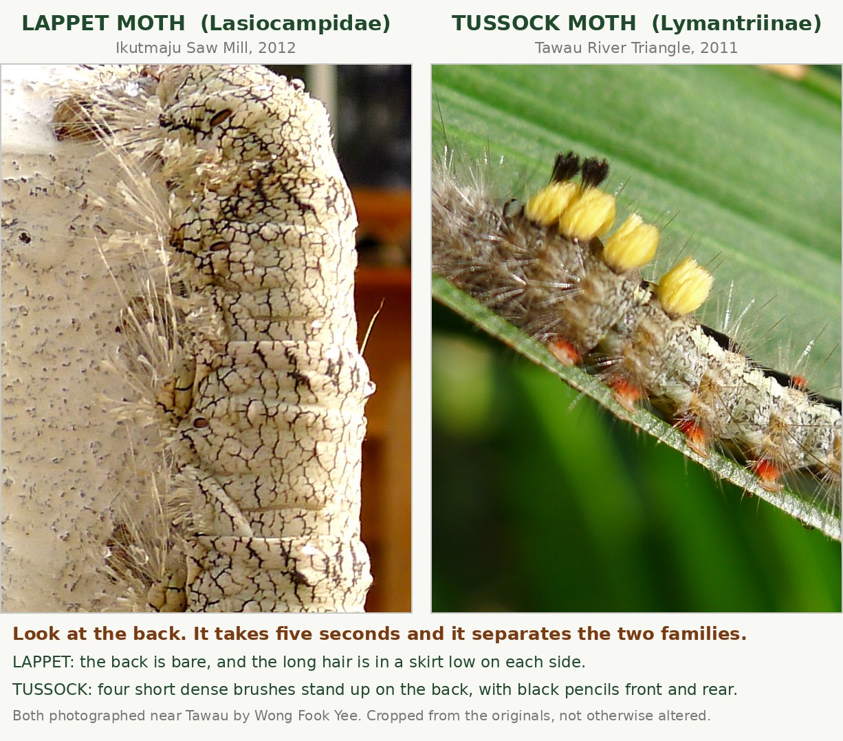 Two photographs side by side. On the left, a lappet moth caterpillar on a concrete post: its back is bare and finely cracked like dried mud, and long pale hair is carried in a skirt low on each side. On the right, the tussock moth caterpillar on a palm leaflet, with four yellow brushes standing up on the back and black pencils front and rear.