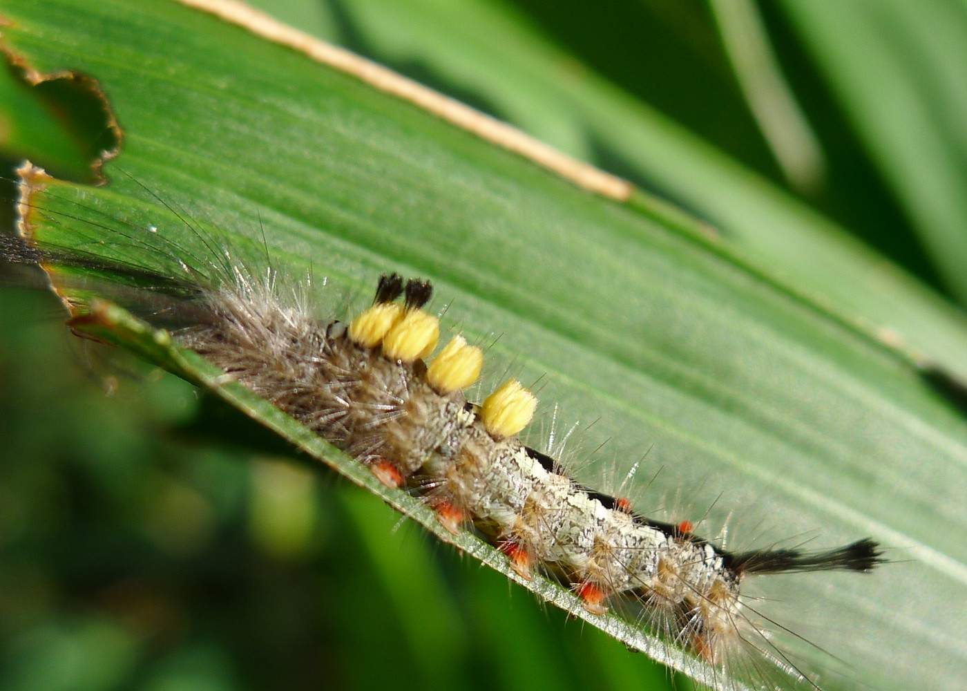 A hairy caterpillar lying along the edge of a green palm leaflet, its body chalky grey-white mottled with dark grey, with four short dense flat-topped cream-yellow brushes standing up in a row on its back, a pair of long black hair pencils projecting forward and a single one projecting backwards. The leaflet above it has been eaten away.