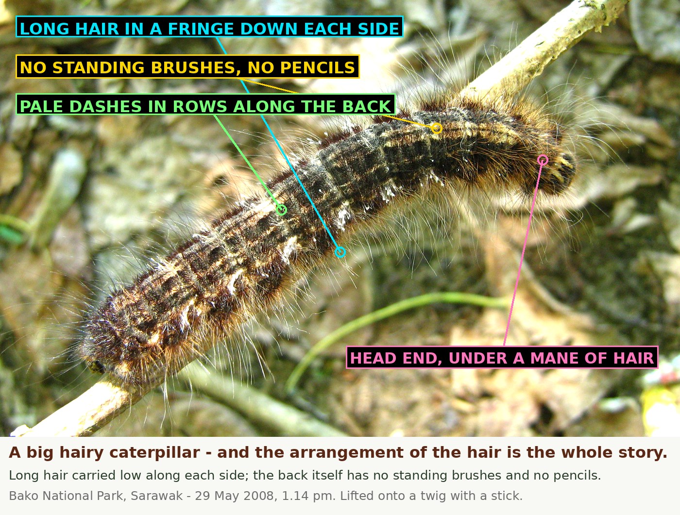 One caterpillar lifted onto a twig, seen against leaf litter. The body is dark chocolate-brown broken by rows of small cream-white dashes, with a rust-brown band low along the side. Long fine pale-golden hair is carried as a fringe low down each side rather than standing up off the back. The head end is hidden under a dense ochre mane of forward-directed hair. Four labels mark the lateral hair fringe, the absence of standing brushes or pencils, the rows of pale dashes, and the head end.