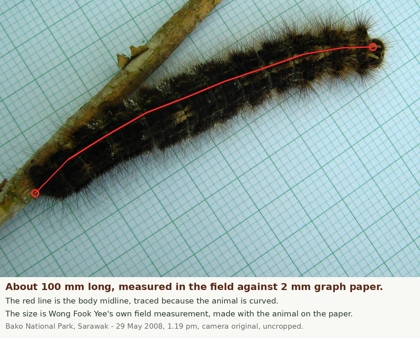 The same caterpillar laid on pale blue-green graph paper beside a twig, photographed from directly above. A red line traces the curve of its body from tail to head. The grid of the paper is visible along its whole length.
