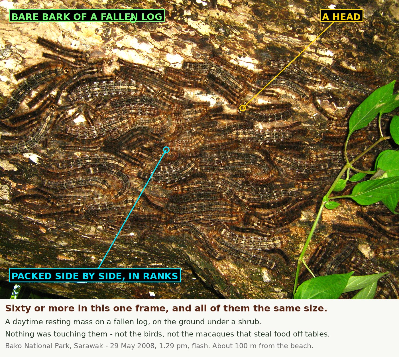 A dense mass of large hairy caterpillars covering the bark of a fallen log. They lie packed side by side in curving ranks, dark brown bodies broken by rows of pale dashes, with long fine hair. Their colour and pattern closely match the mottled bark beneath them. A green leafy shoot hangs into the frame at the right.