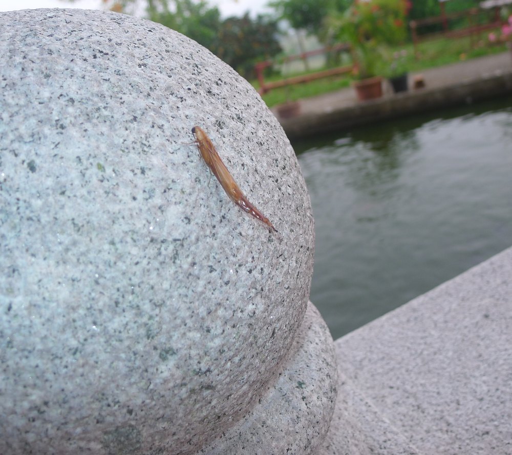 A long, slender orange-brown insect on a round granite ball of a fence, with a garden pond and flower beds behind.