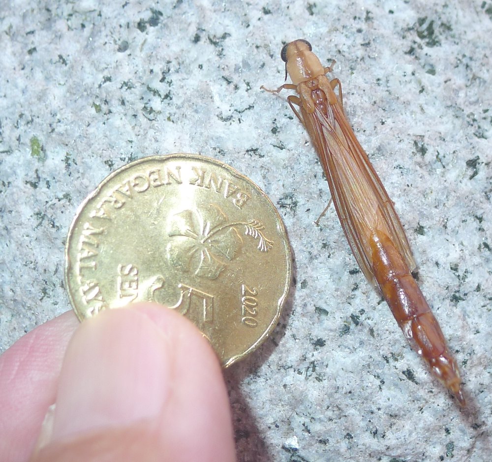 The beetle beside a gold Malaysian 50 sen coin held by a finger; the beetle is nearly twice as long as the coin is wide.