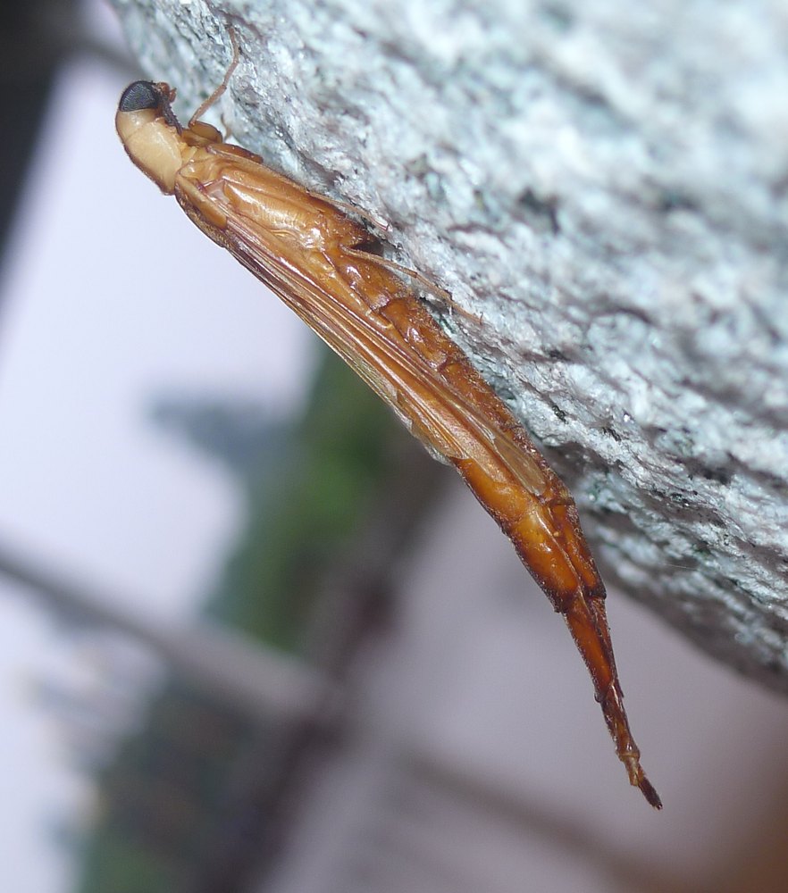 Side view: the head bent down with a large dark eye, the folded wings lying along the body, and the long abdomen tapering to a point beyond them.
