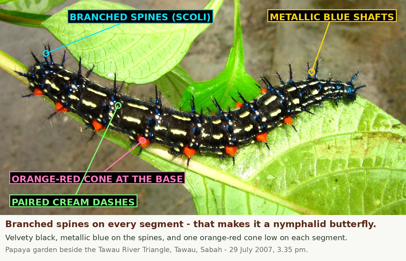 A velvety black caterpillar on a green stem, carrying branched spines with iridescent blue shafts, two broken rows of cream-yellow dashes along the back, and a bright orange-red cone low on each segment.