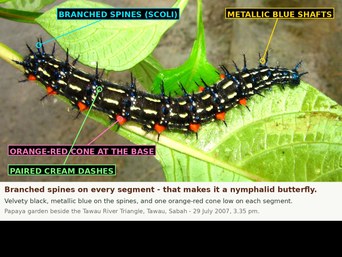 A velvety black caterpillar with branched spines, iridescent blue shafts and orange-red cones, on a green stem