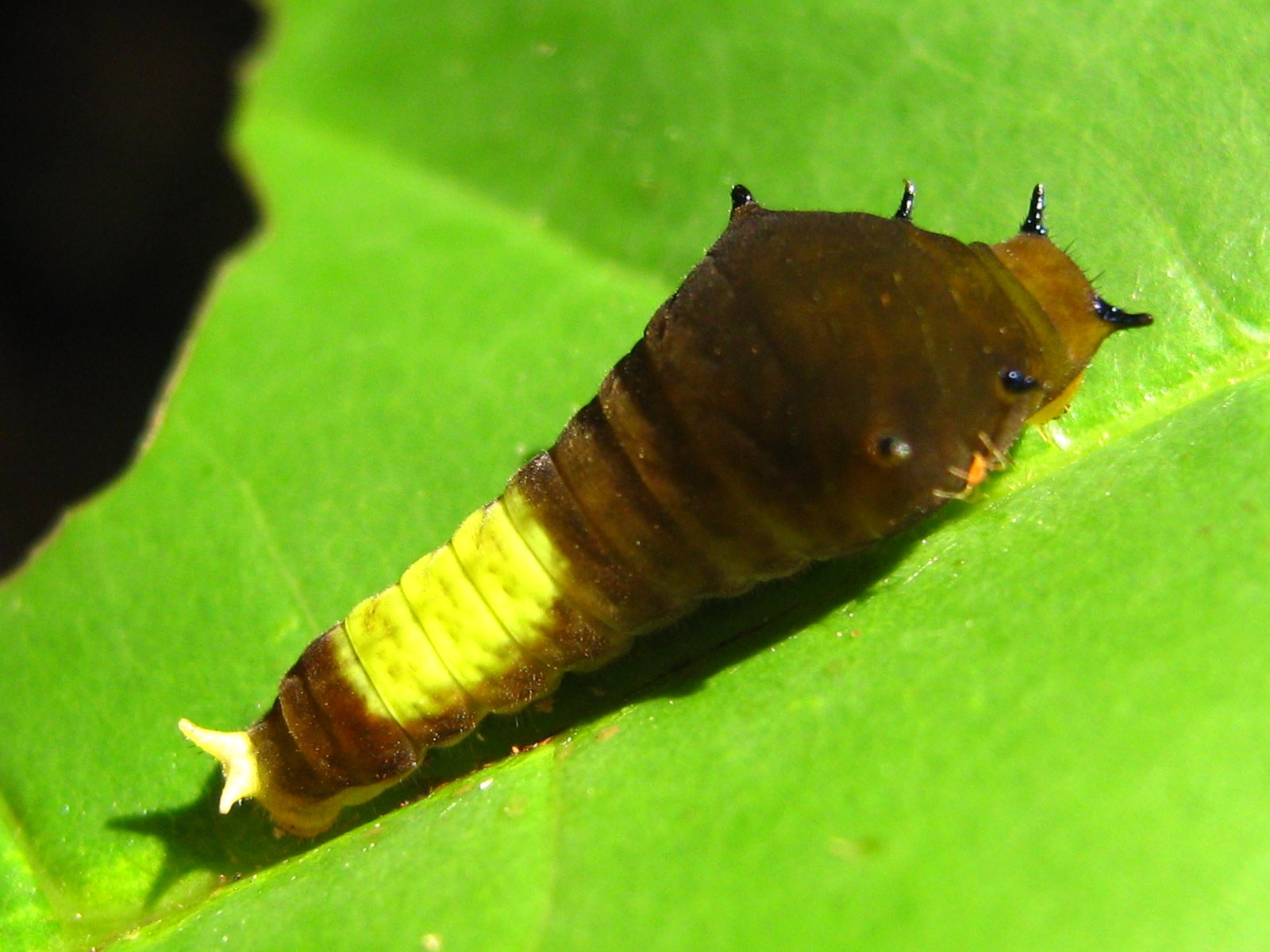 A smooth caterpillar lying on a bright green leaf in sunshine. It is thick and humped at the front, where it is dark brown with short black spines standing up in pairs, and it tapers towards the rear. A broad pale yellow-green band crosses the middle of the body, the rear segments are dark brown again, and the tail ends in a pale fork with two short points.