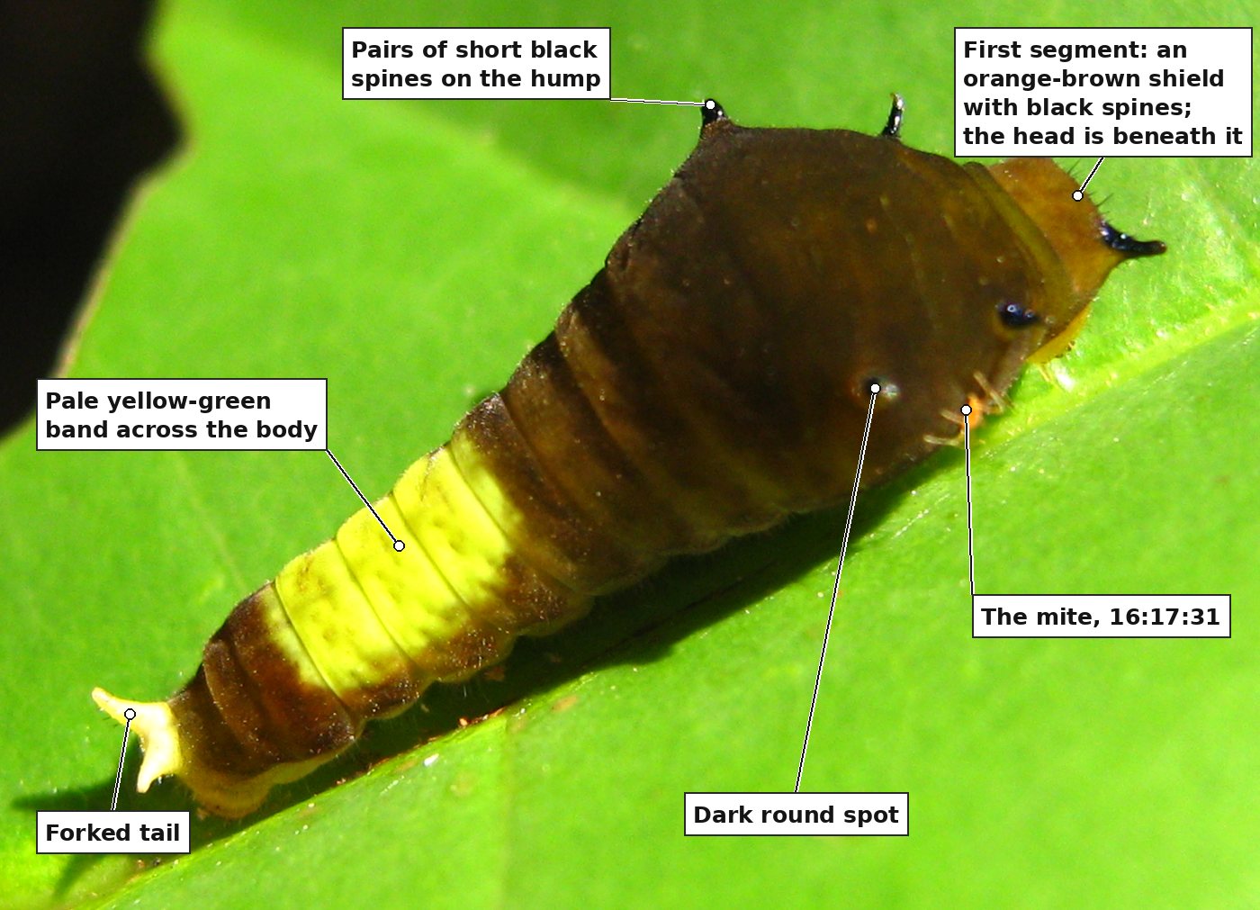 The same caterpillar with six labels: the pairs of short black spines on the hump; the first segment, an orange-brown shield with black spines, with the head beneath it; a dark round spot on the side of the hump; the pale yellow-green band across the body; the forked tail; and the tiny orange mite near the front of the underside.