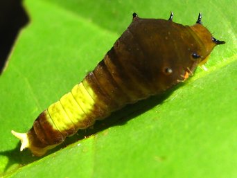 A young swallowtail caterpillar, dark brown with a pale yellow-green band and short black spines, on a green leaf