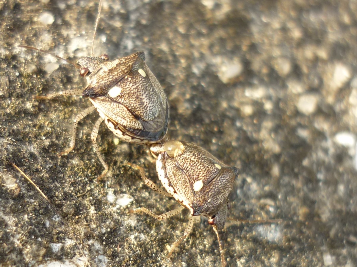 Two small brown, finely dotted shield bugs joined end to end on grey road tar, each with a cream spot at the front corners of its scutellum, seen from above.