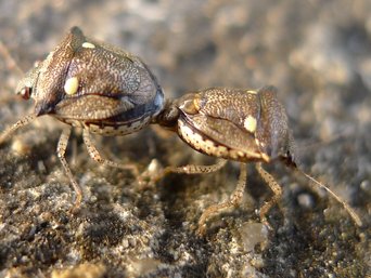 Two small brown, finely dotted shield bugs joined end to end on road tar, each with a cream spot at the front corners of its scutellum.