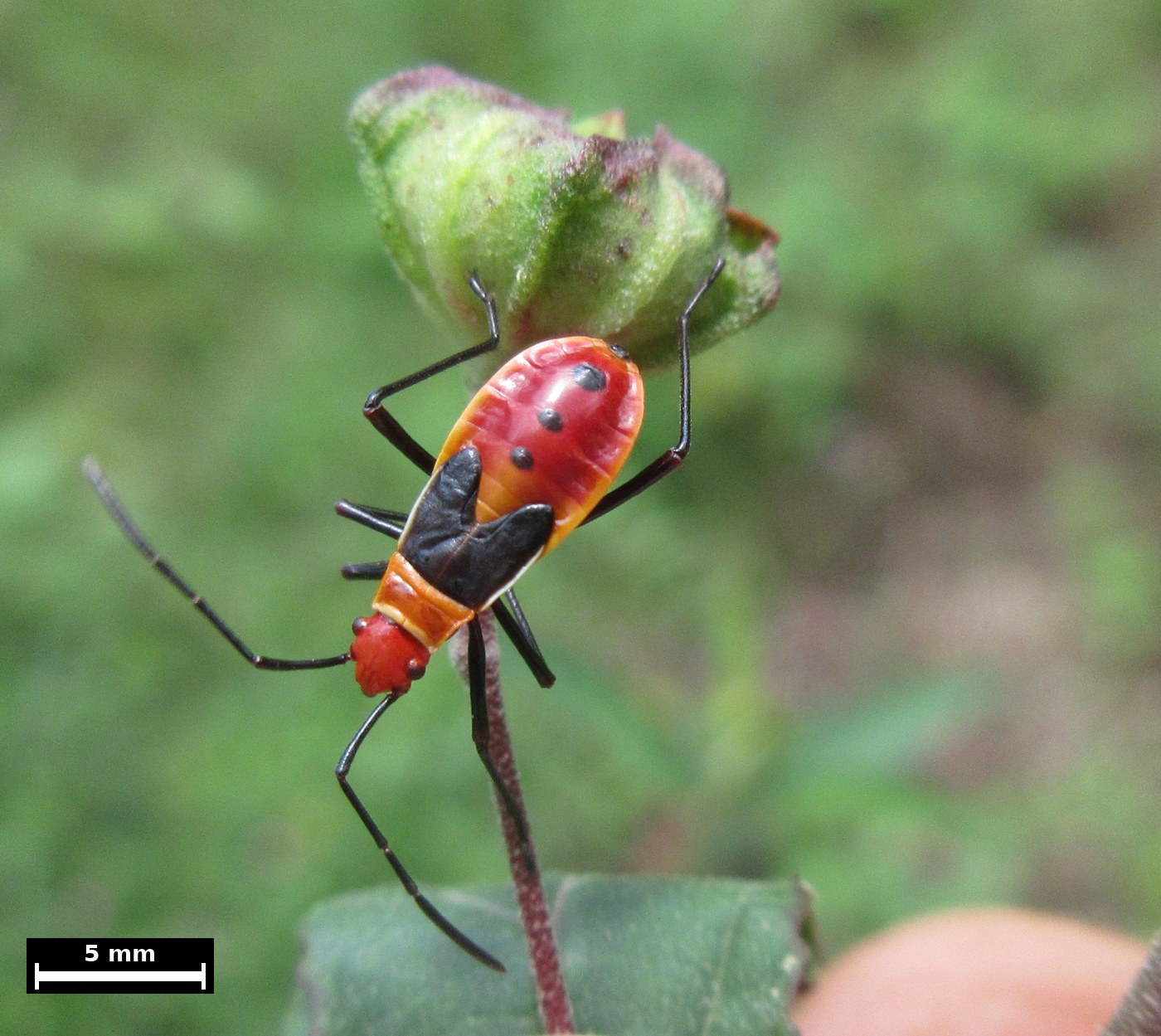 A bright red and orange bug about 14 mm long standing on the flower bud of a small shrub. The head is scarlet, the antennae and long legs are black, a black wedge lies over the front of the body, and the red abdomen behind it carries round black spots. A white scale bar marked 5 mm lies at the lower left.
