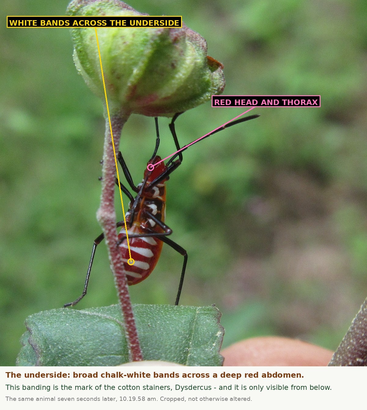 The same bug seen from underneath, clinging to a plant stalk. The underside of the abdomen is deep red crossed by four broad chalk-white bands that wrap round onto the sides. The head and thorax are red with white marks at the bases of the legs, and the legs and antennae are black.