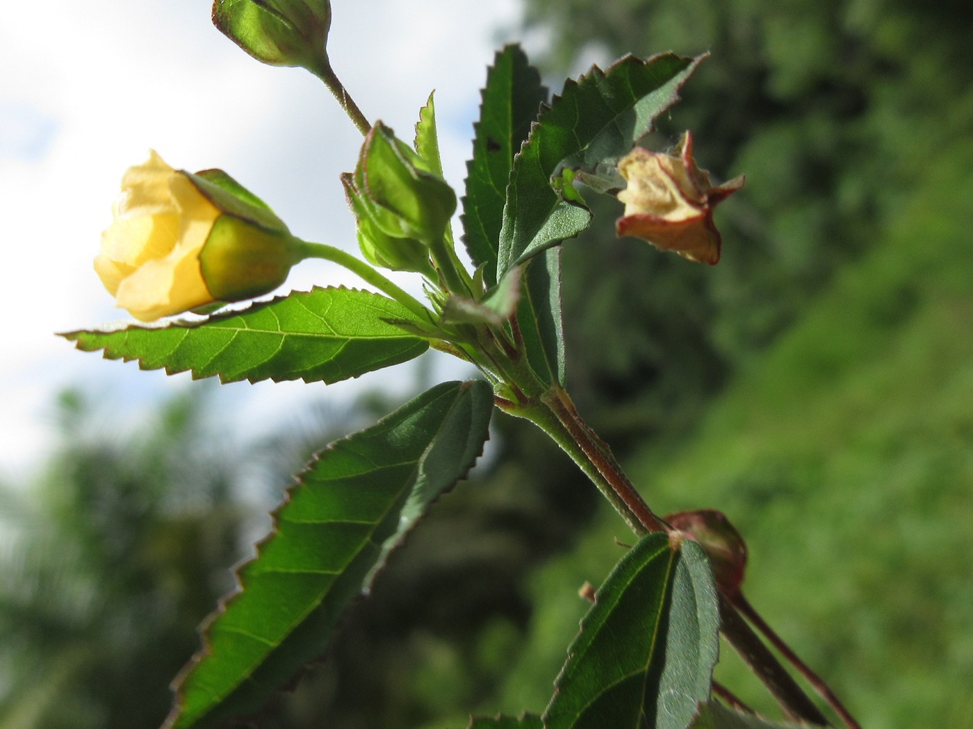 A shoot of a small shrub held up against the sky: alternate lance-shaped leaves coarsely toothed along the upper half, a small pale yellow five-petalled flower opening from a green calyx, an unopened bud on a long jointed stalk, and a spent brown flower with the calyx persisting as a cup.