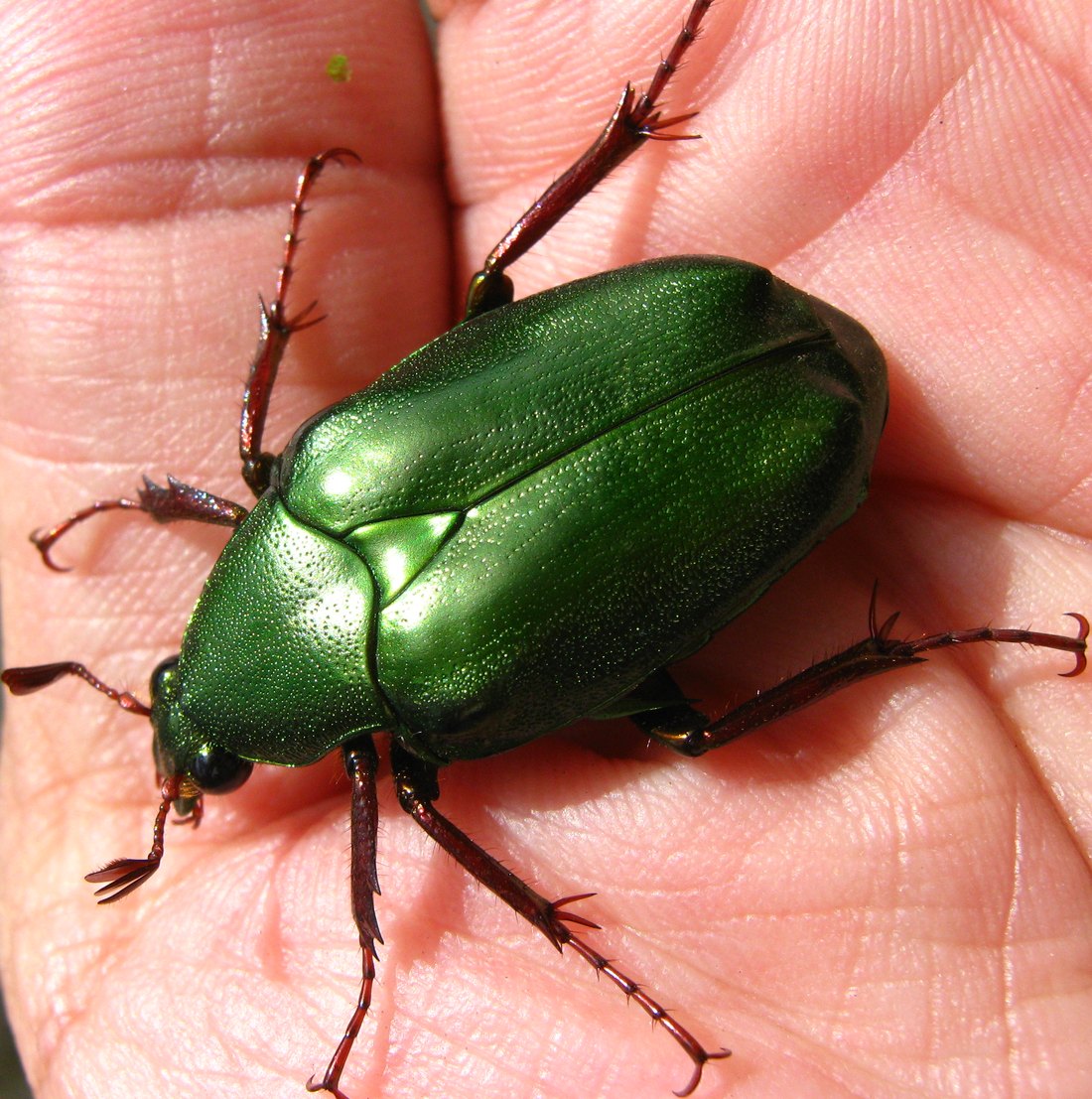 The same beetle on the palm of a hand: glossy metallic green, finely pitted, with a large triangular scutellum and long reddish legs ending in hooked claws.
