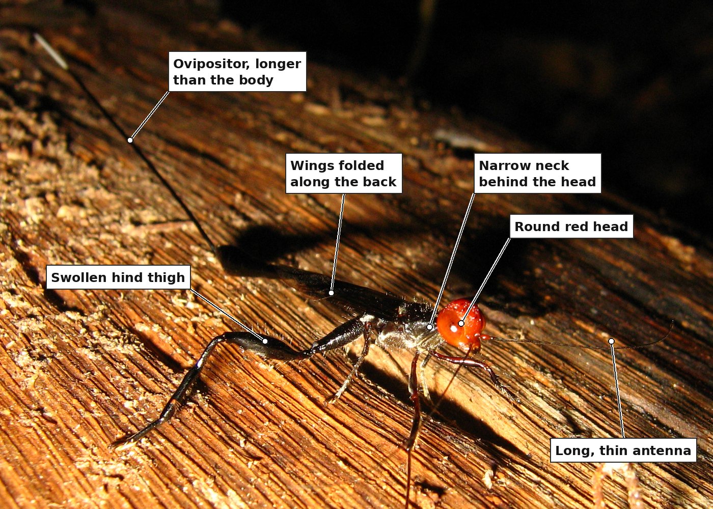 The same wasp, closer, with six labels: the ovipositor, longer than the body; the wings folded along the back; a narrow neck behind the head; the round red head; a long, thin antenna; and the swollen hind thigh.