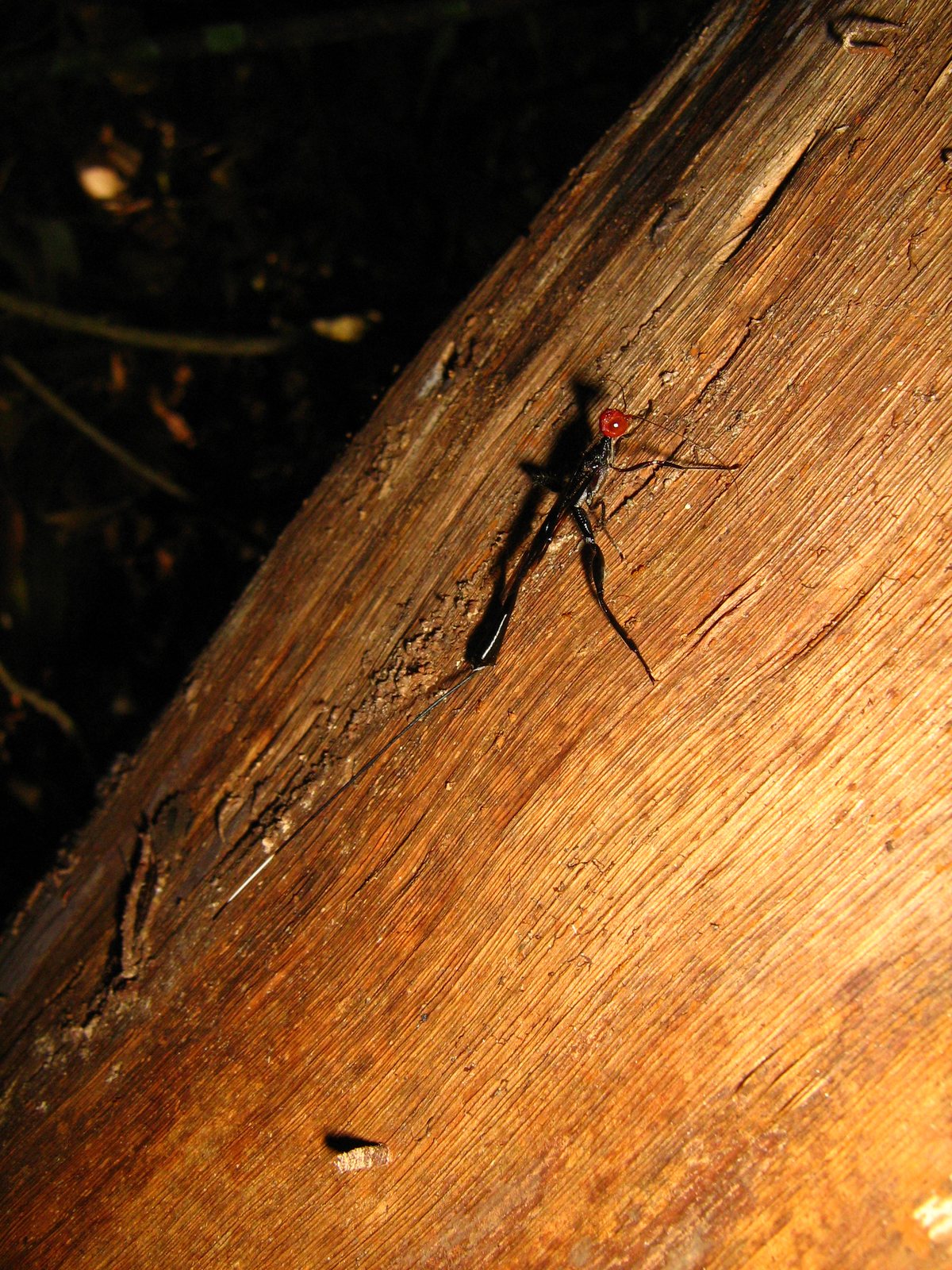 The same wasp from above on the log, small in the frame: the red head, the black body and legs, and behind it the long black ovipositor lying along the wood, longer than the body.
