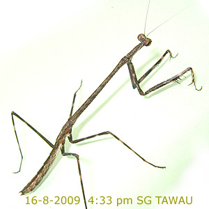 Praying mantis