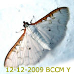 Moth of Borneo