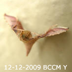 Moth of Borneo