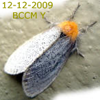Moth of Borneo