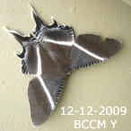 Moth of Borneo