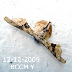 Moth of Borneo