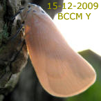 Moth of Borneo