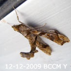Moth of Borneo