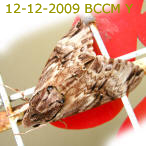 Moth of Borneo