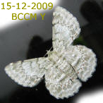 Moth of Borneo