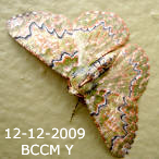 Moth of Borneo