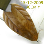 Moth of Borneo