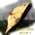 Moth of Borneo