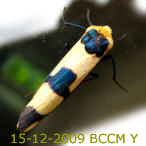 Moth of Borneo