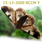 Moth of Borneo