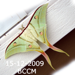 A moth photographed in Borneo