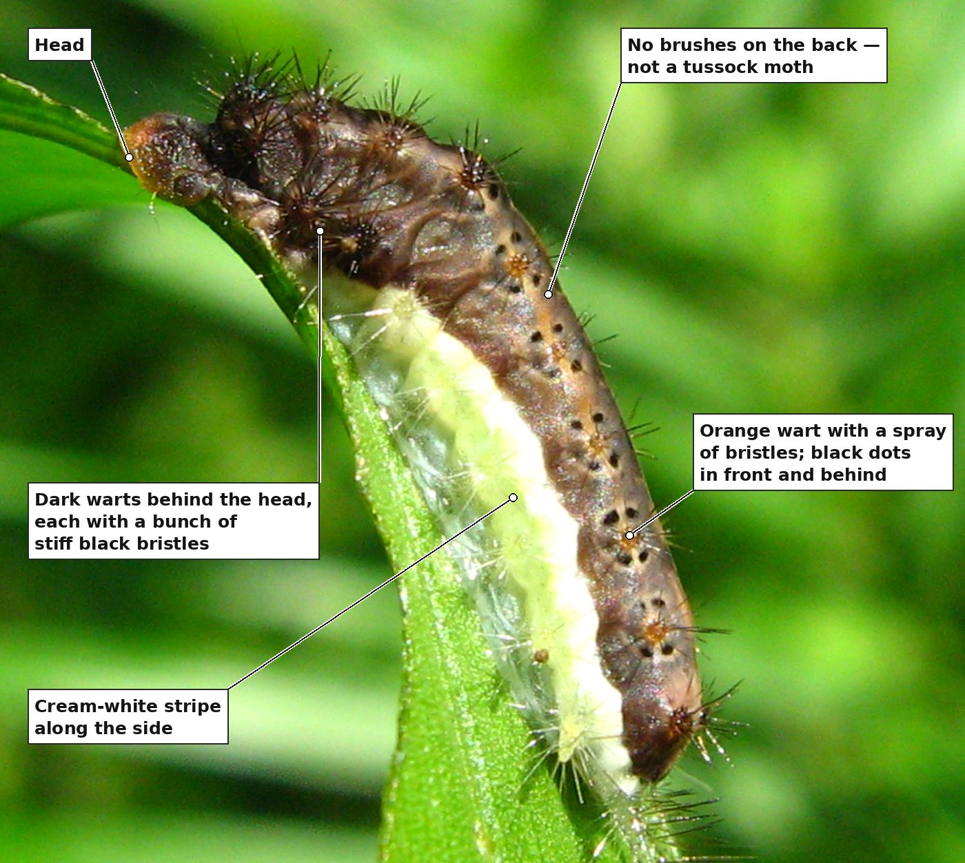 The same caterpillar with five labels: the orange-brown head; the dark warts behind the head, each carrying a bunch of stiff black bristles; an orange-based wart on the back with a spray of bristles and black dots in front of and behind it; the cream-white stripe along the side; and the back, which carries no dense brushes.
