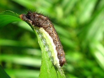 A purplish-brown caterpillar with a cream-white side stripe and bunches of black bristles, lying along the edge of a green leaf