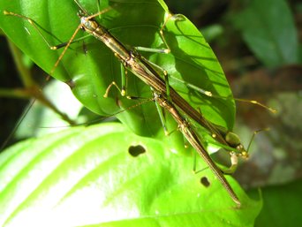 A mating pair of slender, winged stick insects with very long antennae and green legs, lying along a green leaf