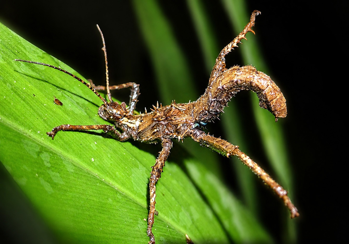 A robust brown stick insect standing on a broad green leaf, lit by flash against a black background. Its body, thorax and legs are covered in sharp pale-tipped spines, and it is mottled brown, cream and grey. The abdomen is held raised and curled forward over the back in a hooked arc. The antennae are long, slender and faintly banded. No wings are visible.