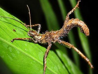 A thickset brown stick insect covered in sharp spines, its abdomen curled up over its back, standing on a broad green leaf