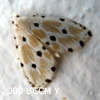 Moth of Borneo