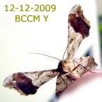 Moth of Borneo