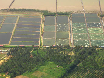 Tiger Prawn Farming in Tawau