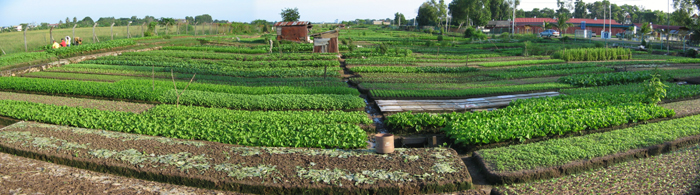 Vegetable Garden near Tawau old airport