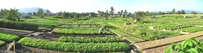 Vegetable Garden near Tawau old airport