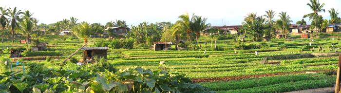 Vegetable Garden near Tawau old airport