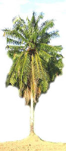 Oil Palm tree and fruits
