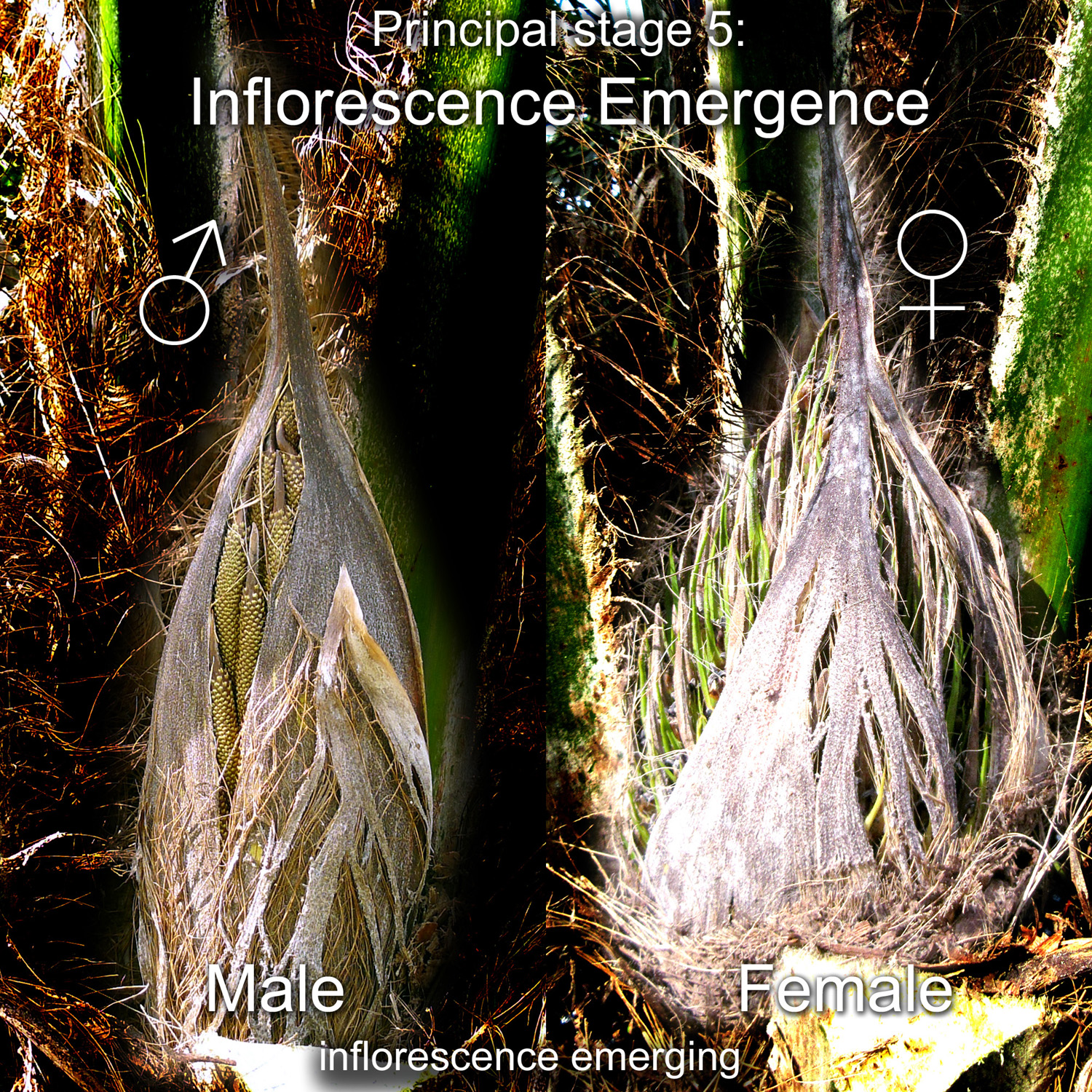 Principal stage 5: Inflorescence Emergence of an oil palm tree